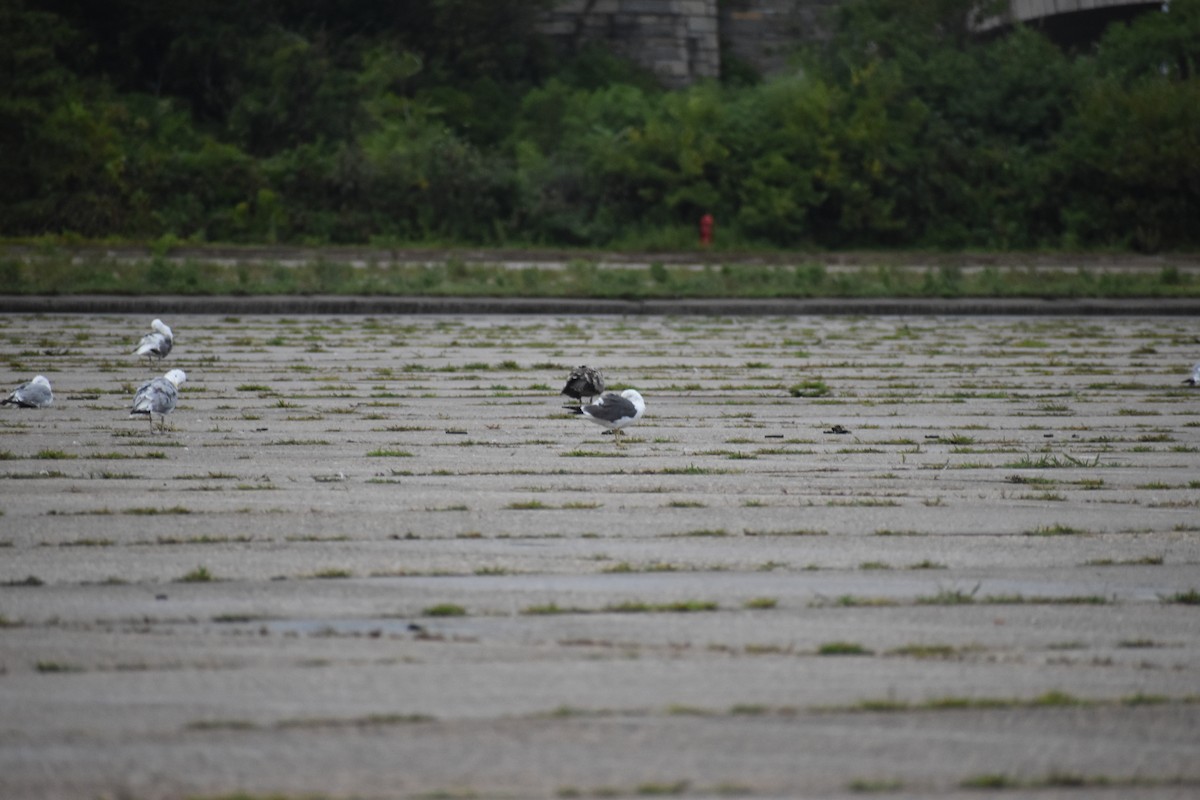 Lesser Black-backed Gull - ML640607414