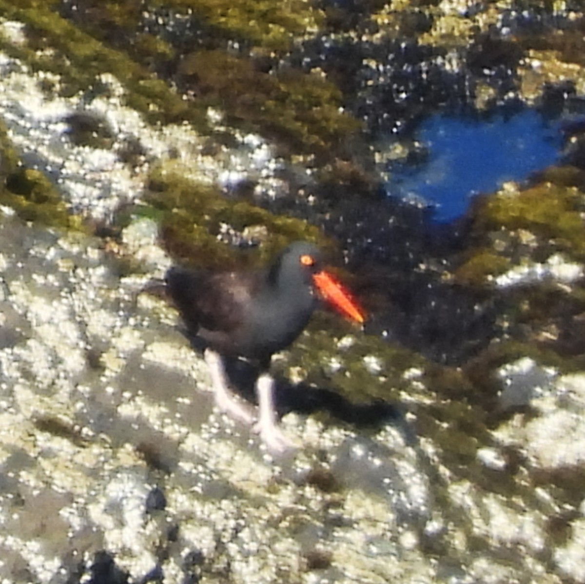 Black Oystercatcher - ML640607430