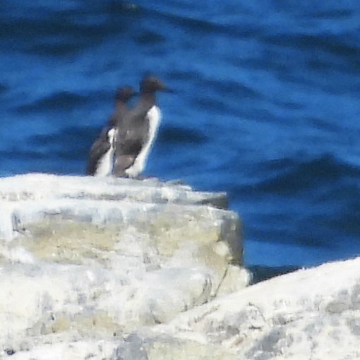 Common Murre - ML640607437