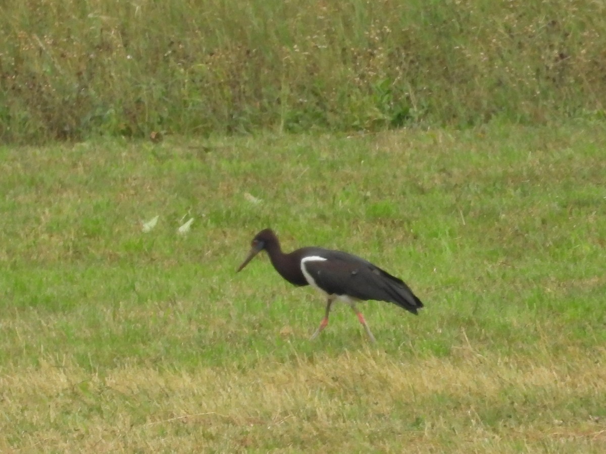 Abdim's Stork - ML640607443