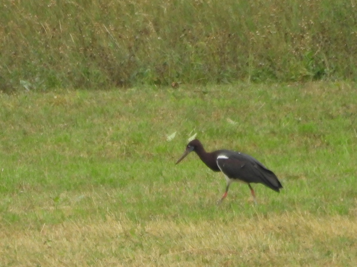 Abdim's Stork - ML640607444
