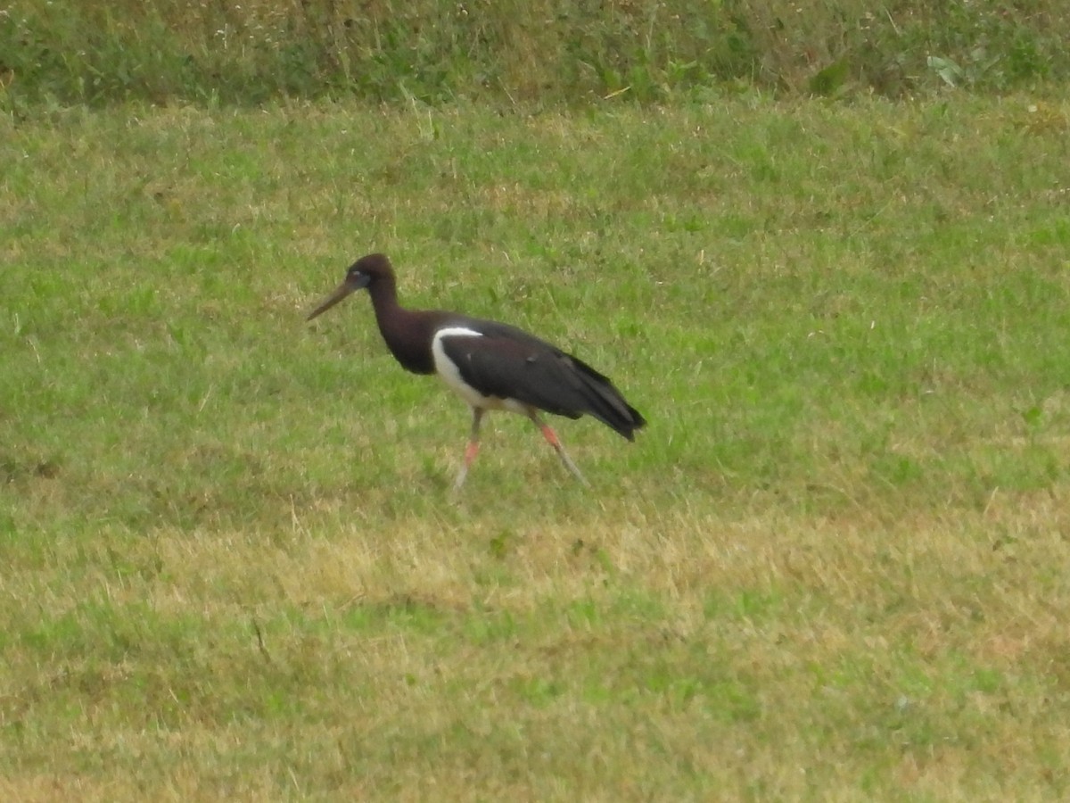 Abdim's Stork - ML640607445