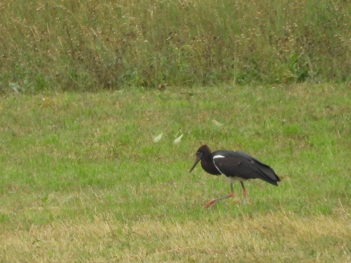 Abdim's Stork - ML640607446