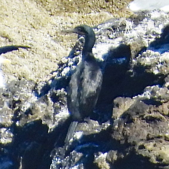 blåhakeskarv - ML640607447