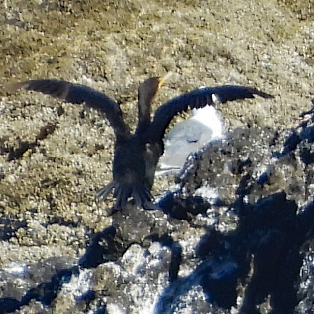 Double-crested Cormorant - ML640607450