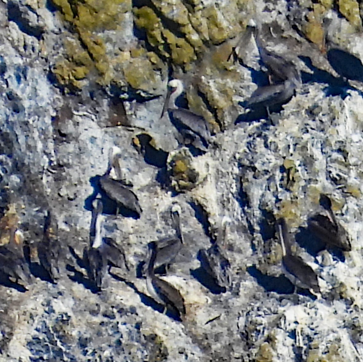 Brown Pelican - ML640607460