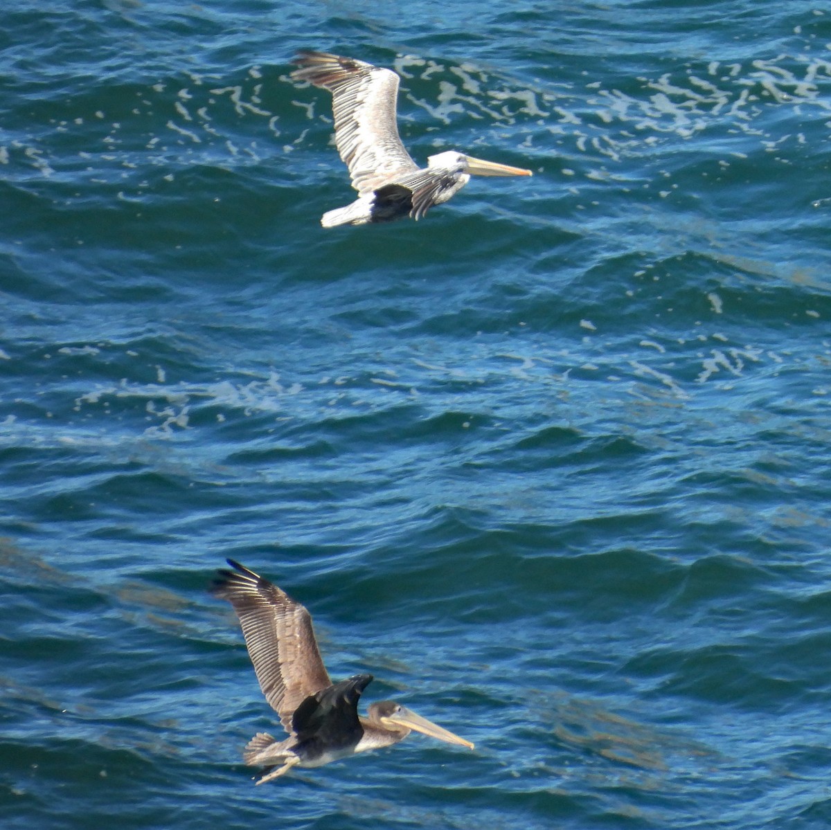 Brown Pelican - ML640607465