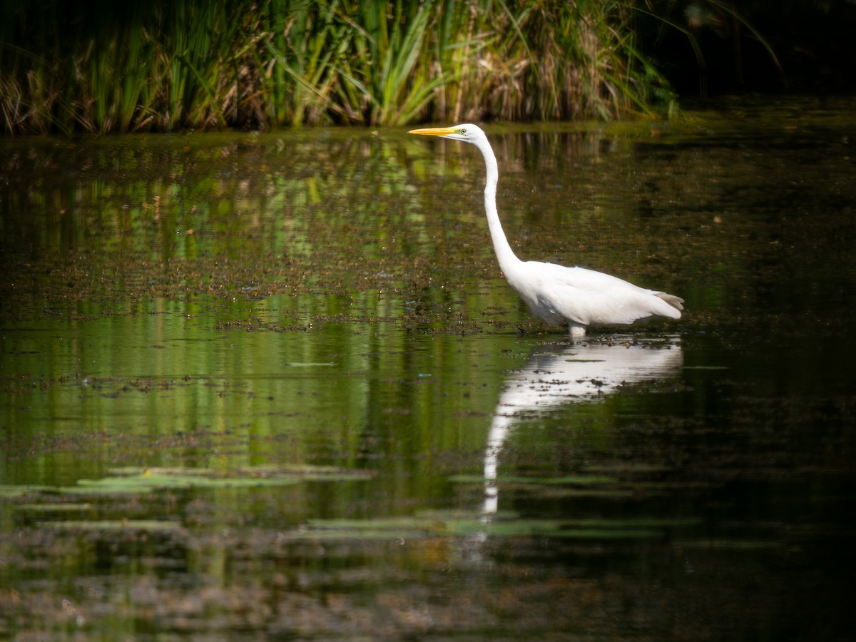 Great Egret - ML640607484