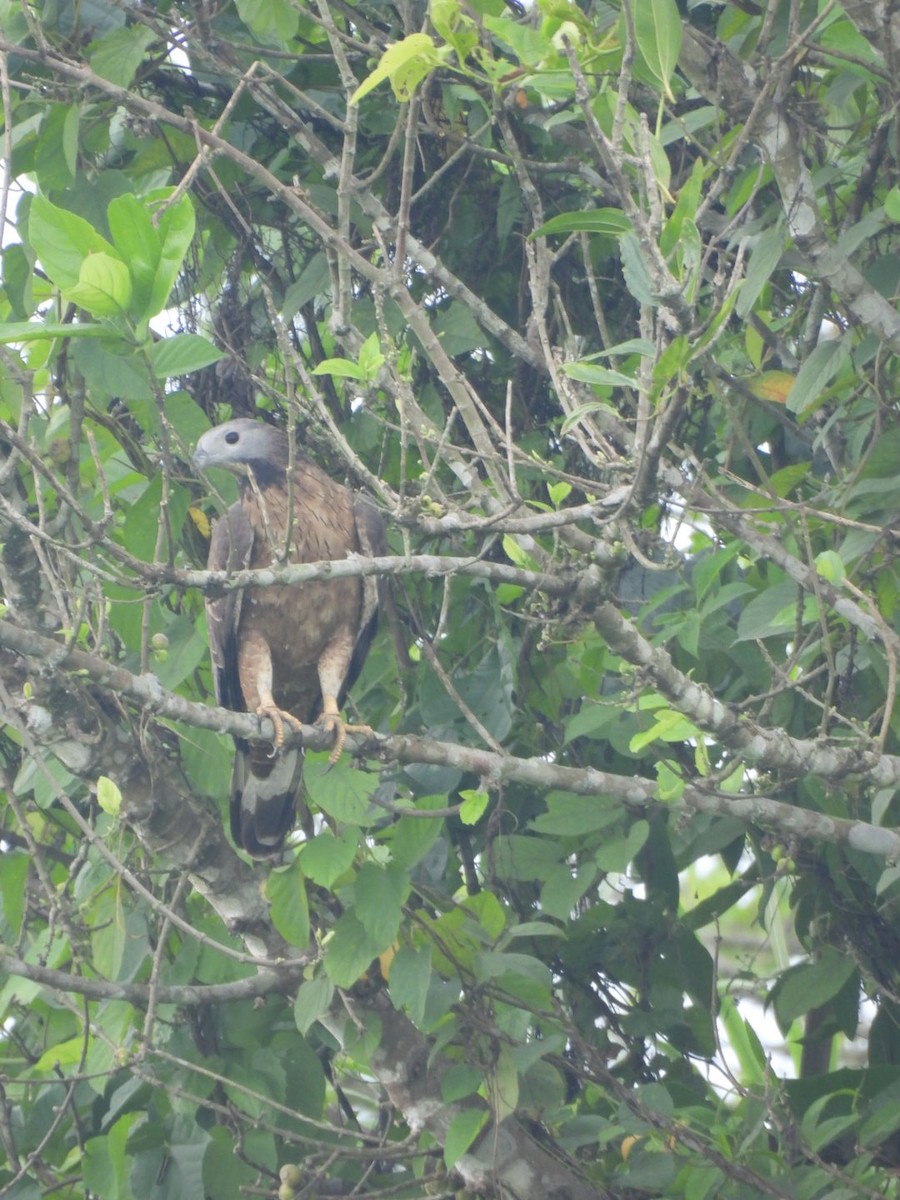 Oriental Honey-buzzard - ML640607509