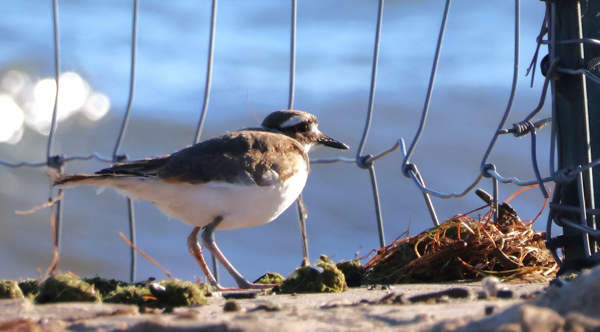 Killdeer - ML640607569