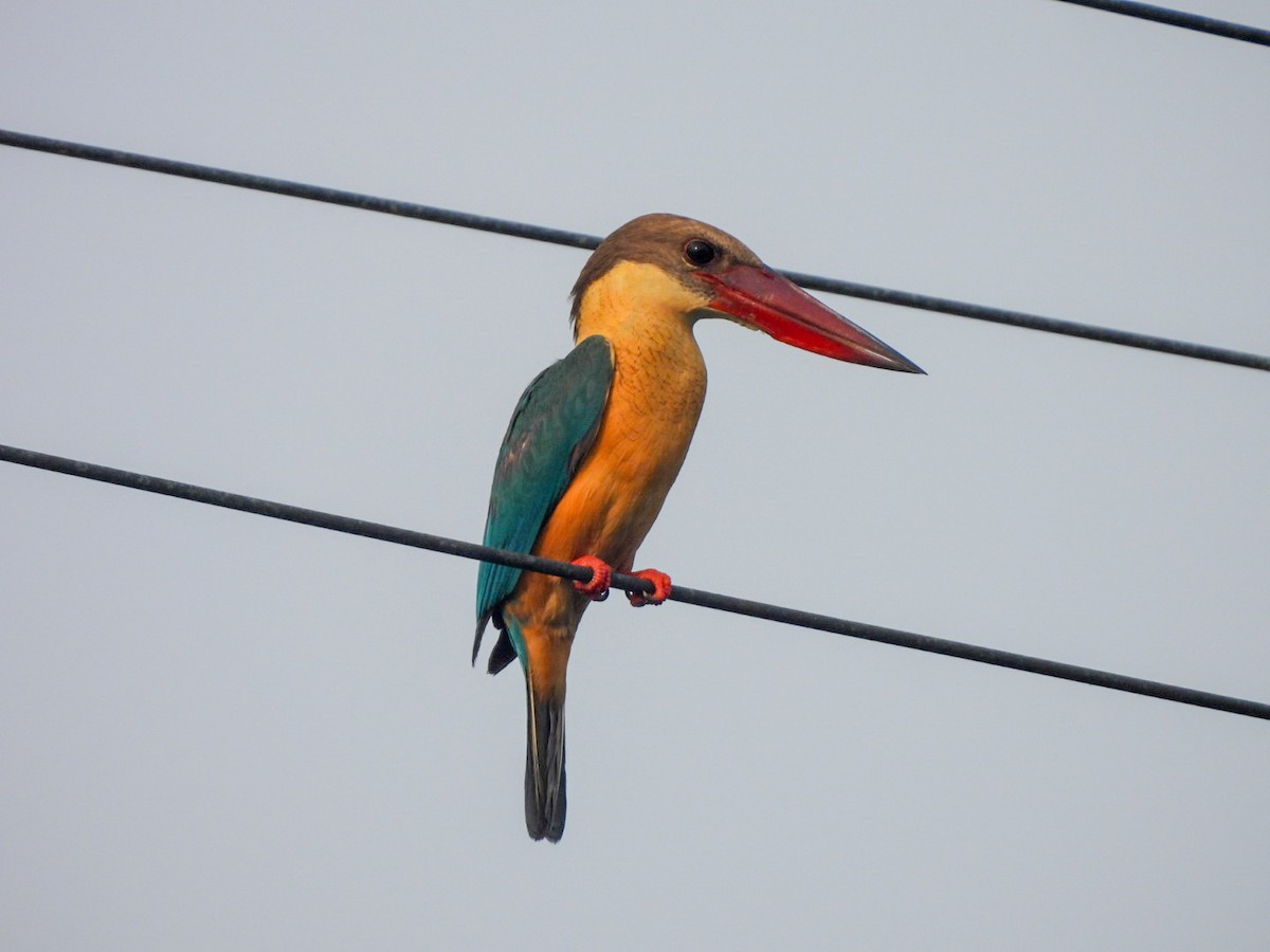 Stork-billed Kingfisher - ML640607571