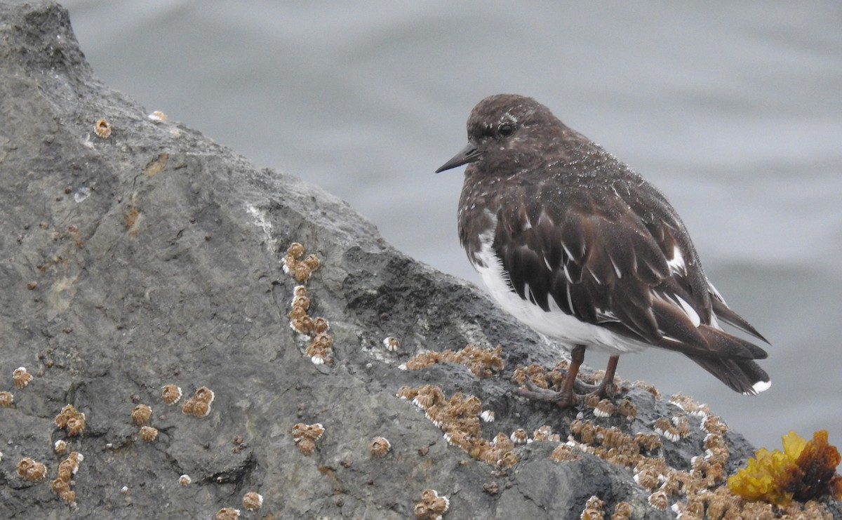 Black Turnstone - ML640607588