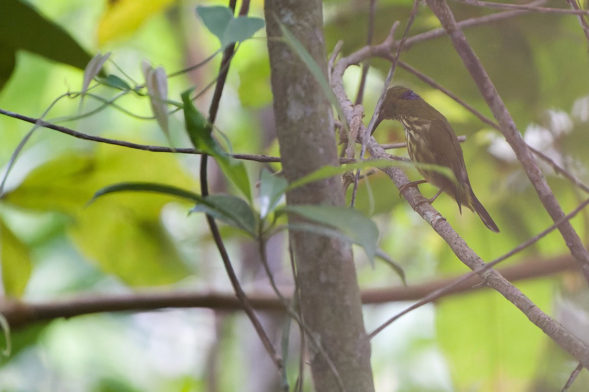 Purple-naped Spiderhunter - ML640607601