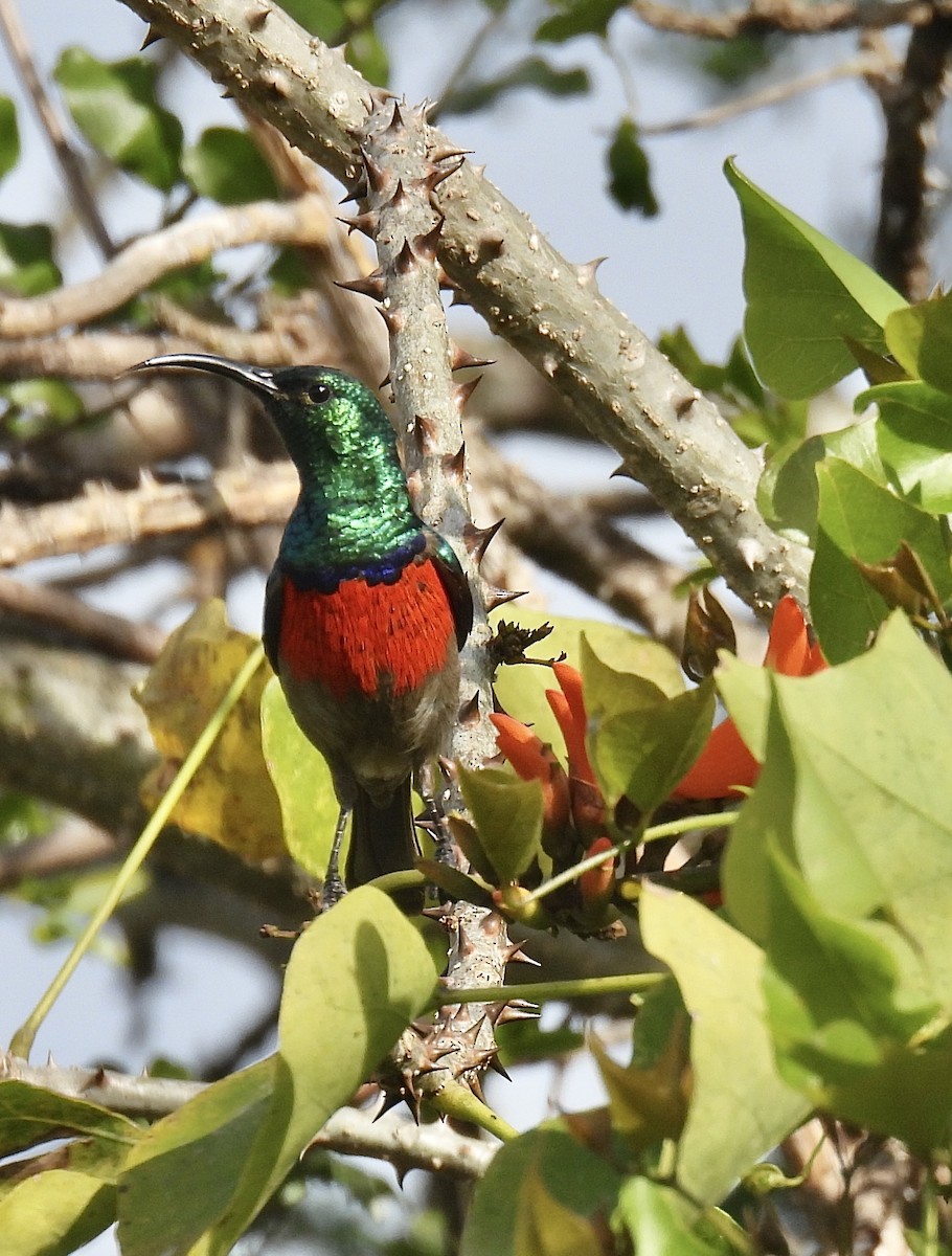 Greater Double-collared Sunbird - ML640607620