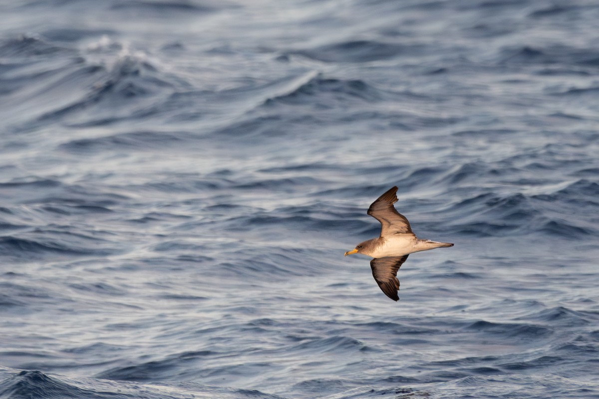 buřňák atlantský - ML640607632