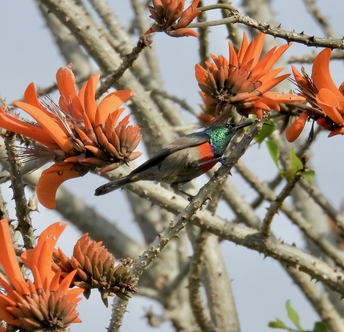 Greater Double-collared Sunbird - ML640607641