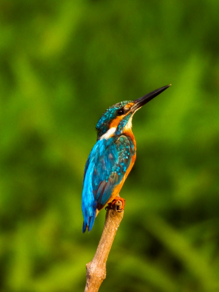 Common Kingfisher - ML640607650