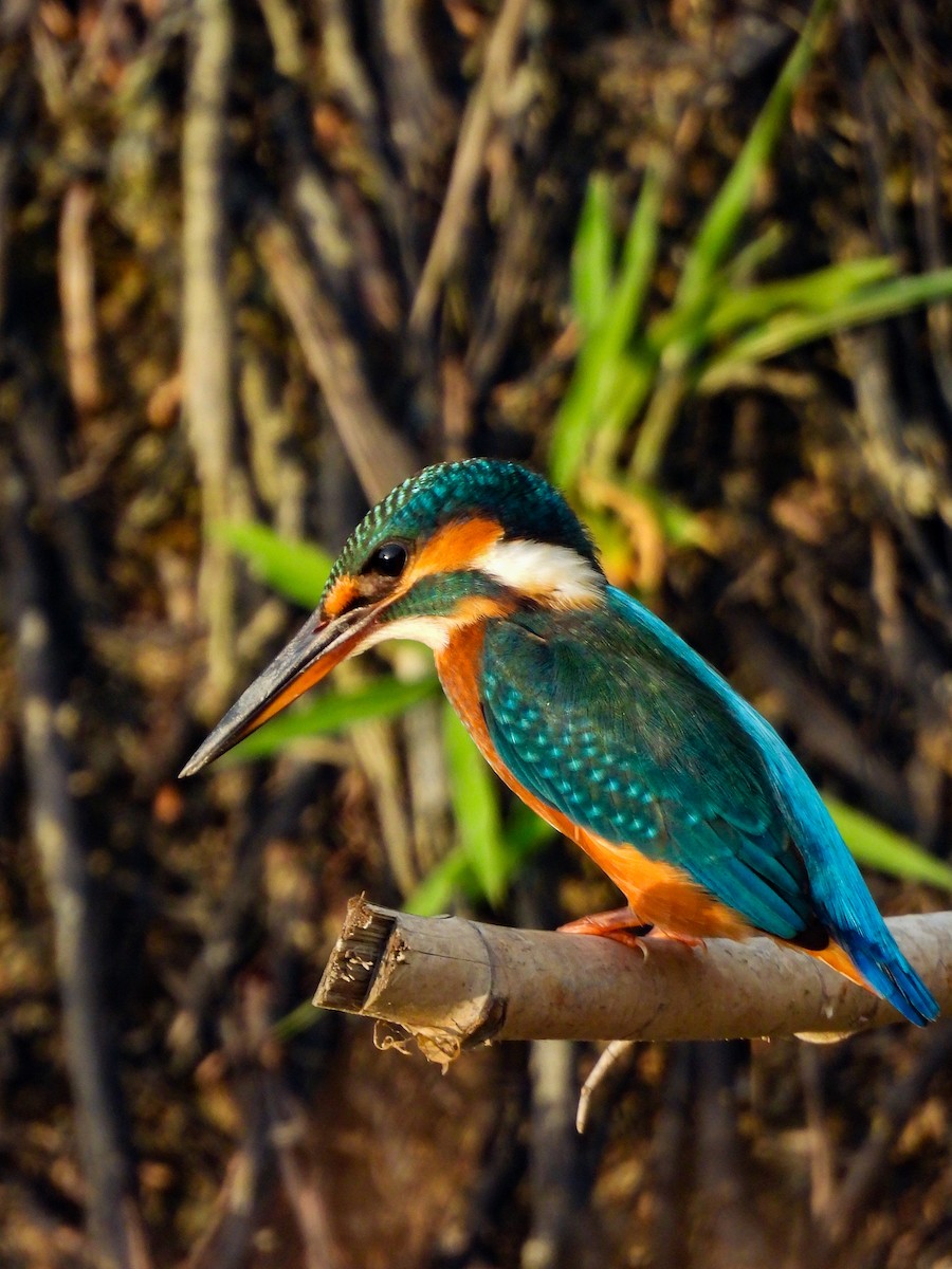 Common Kingfisher - ML640607651