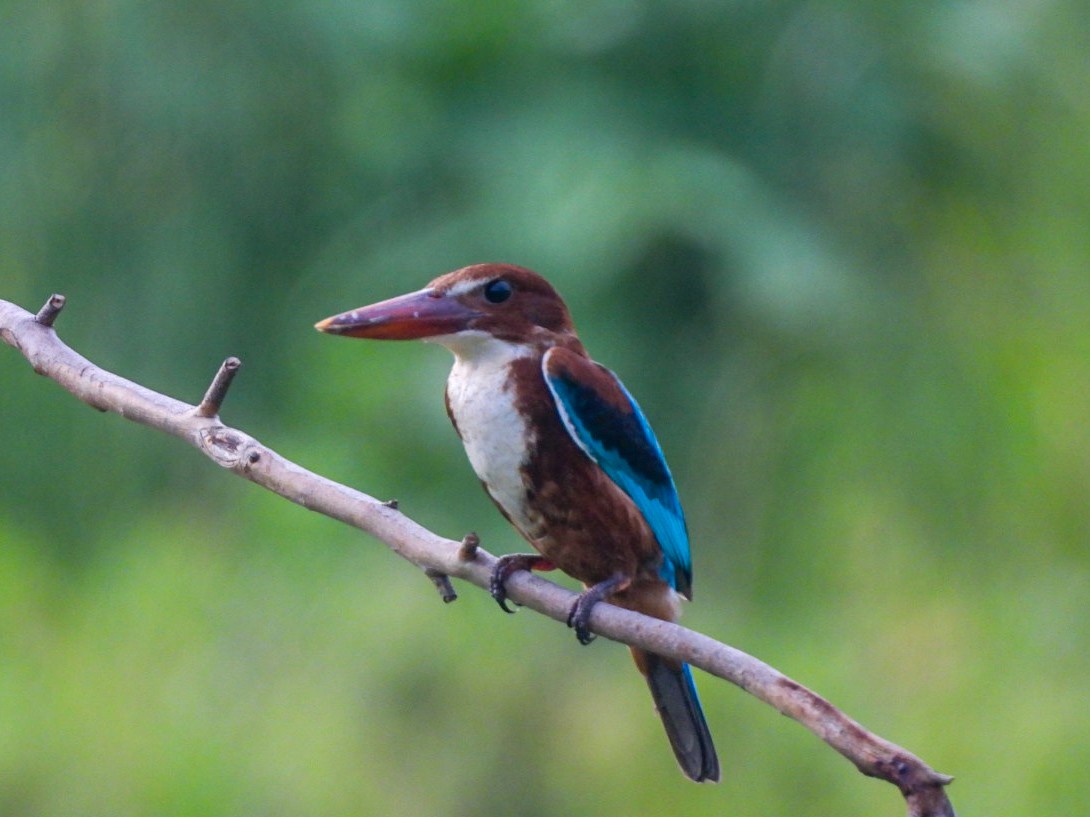 White-throated Kingfisher - ML640607665