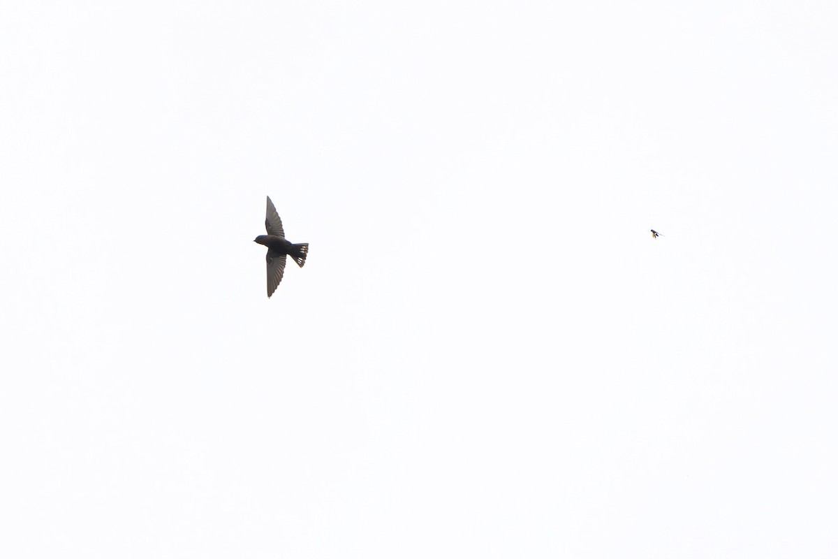 Dusky Crag-Martin - ML640607668