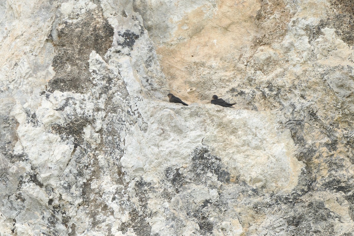 Dusky Crag-Martin - ML640607669