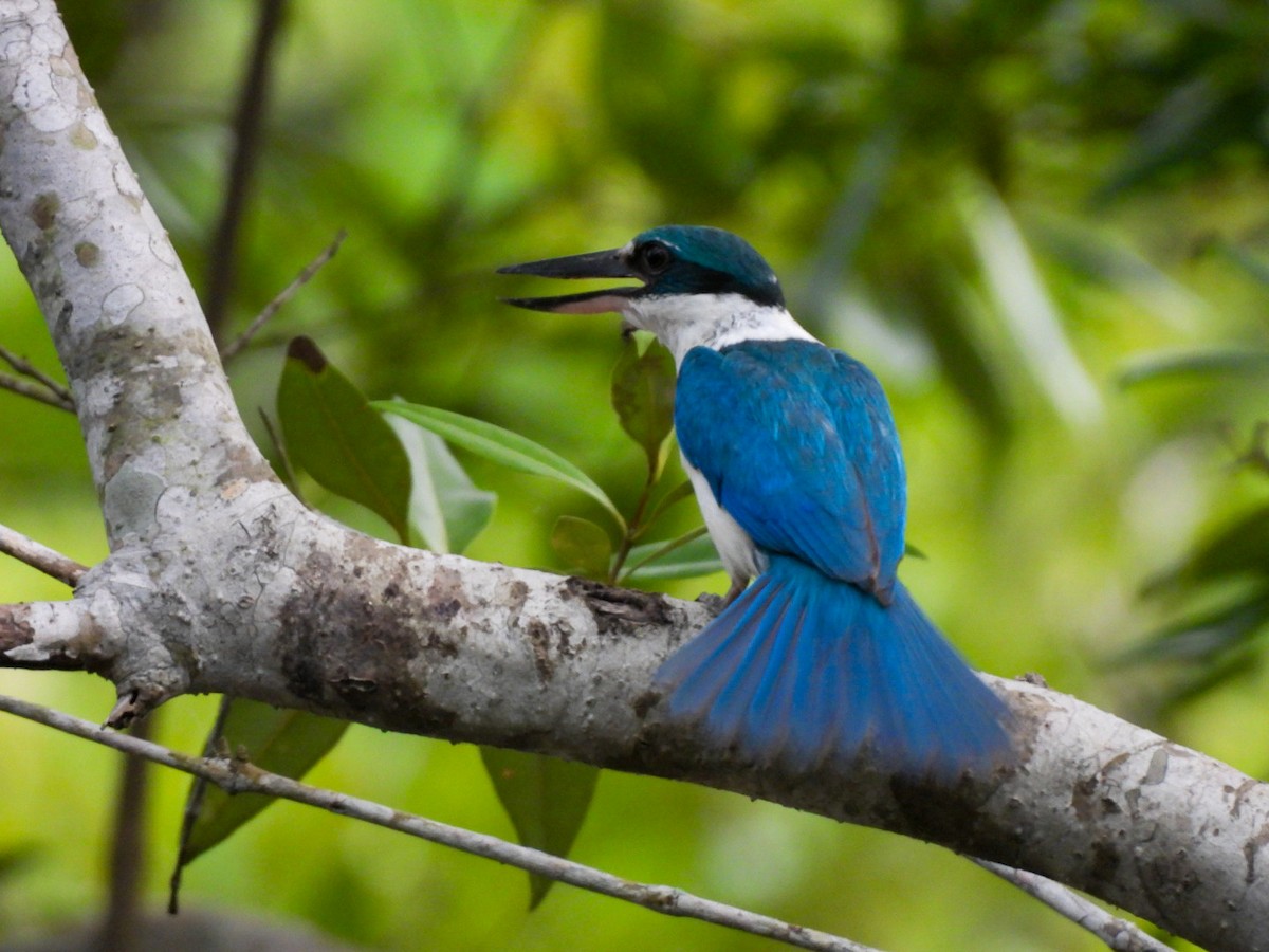 Collared Kingfisher - ML640607679