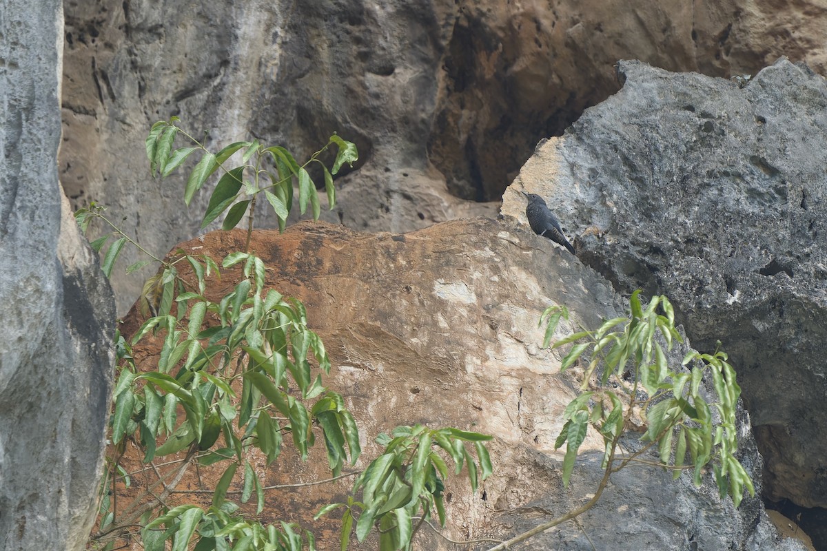 Blue Rock-Thrush (madoci) - ML640607683