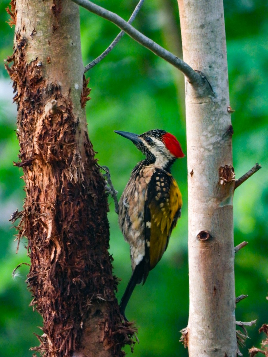 Black-rumped Flameback - ML640607692