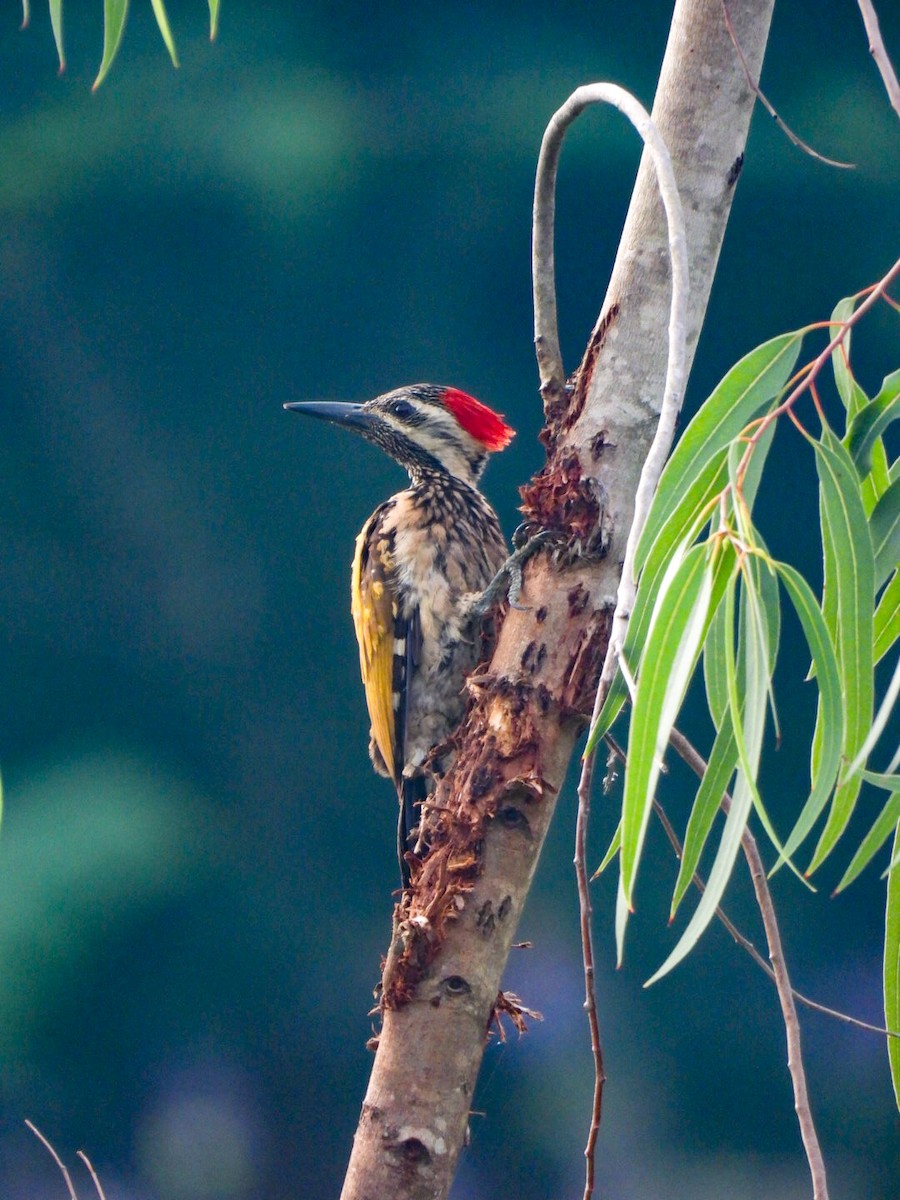 Black-rumped Flameback - ML640607693