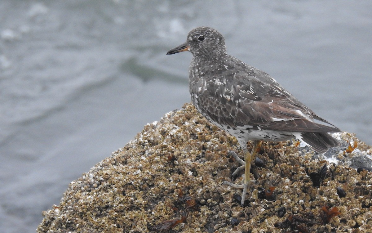 Surfbird - ML640607703