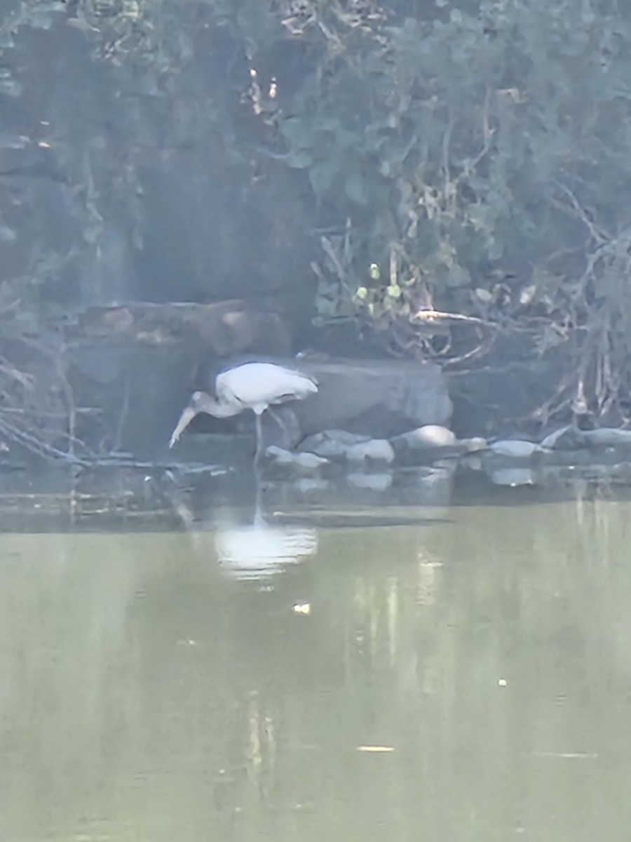 Wood Stork - ML640607720
