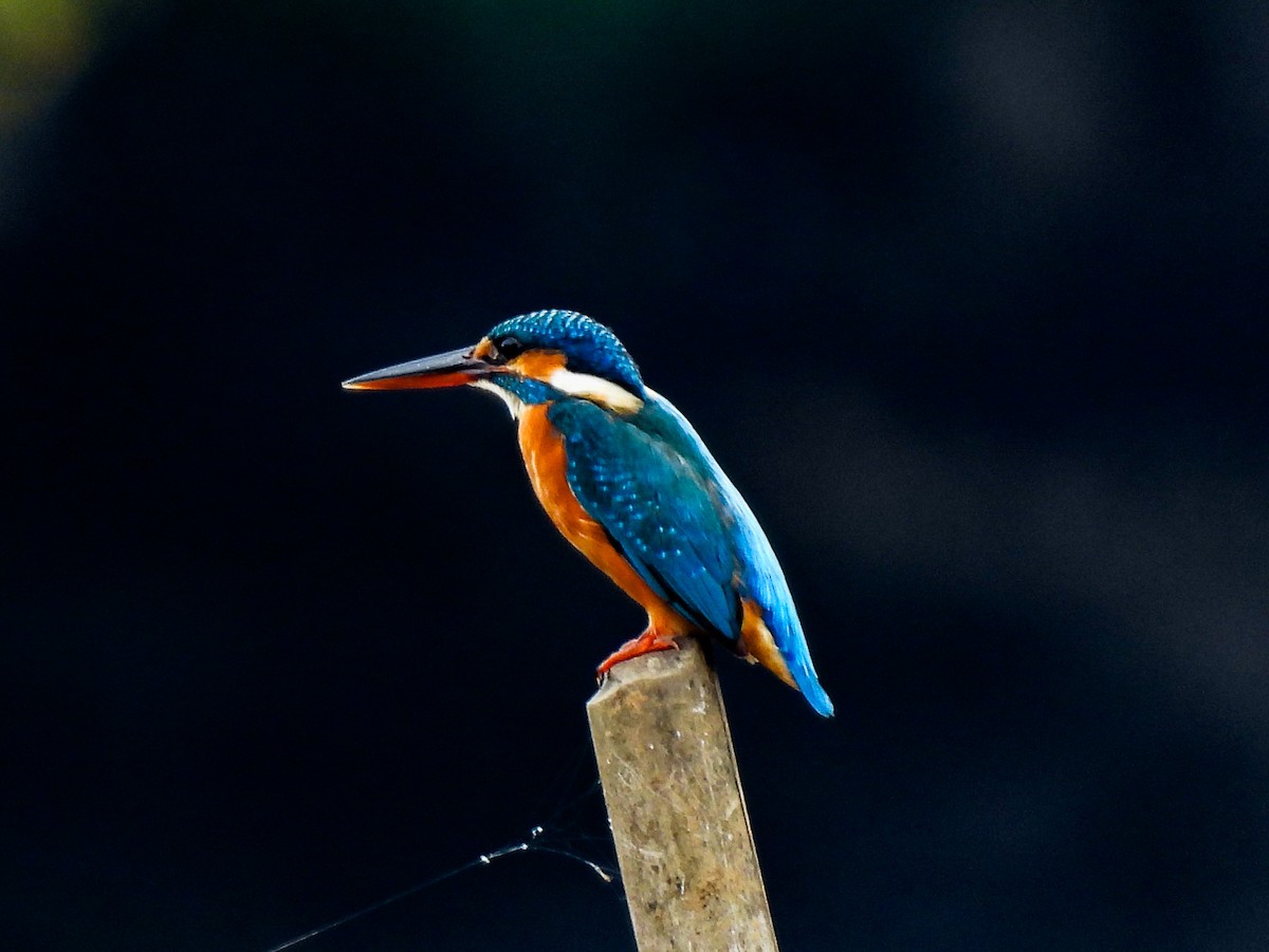Common Kingfisher - ML640607761