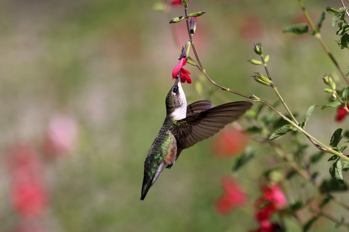 Ruby-throated Hummingbird - ML640607816