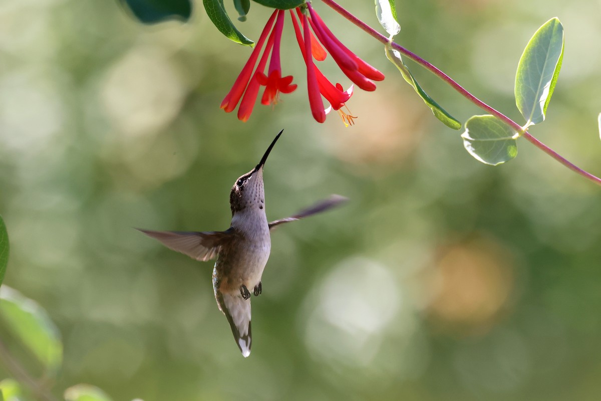 Ruby-throated Hummingbird - ML640607817