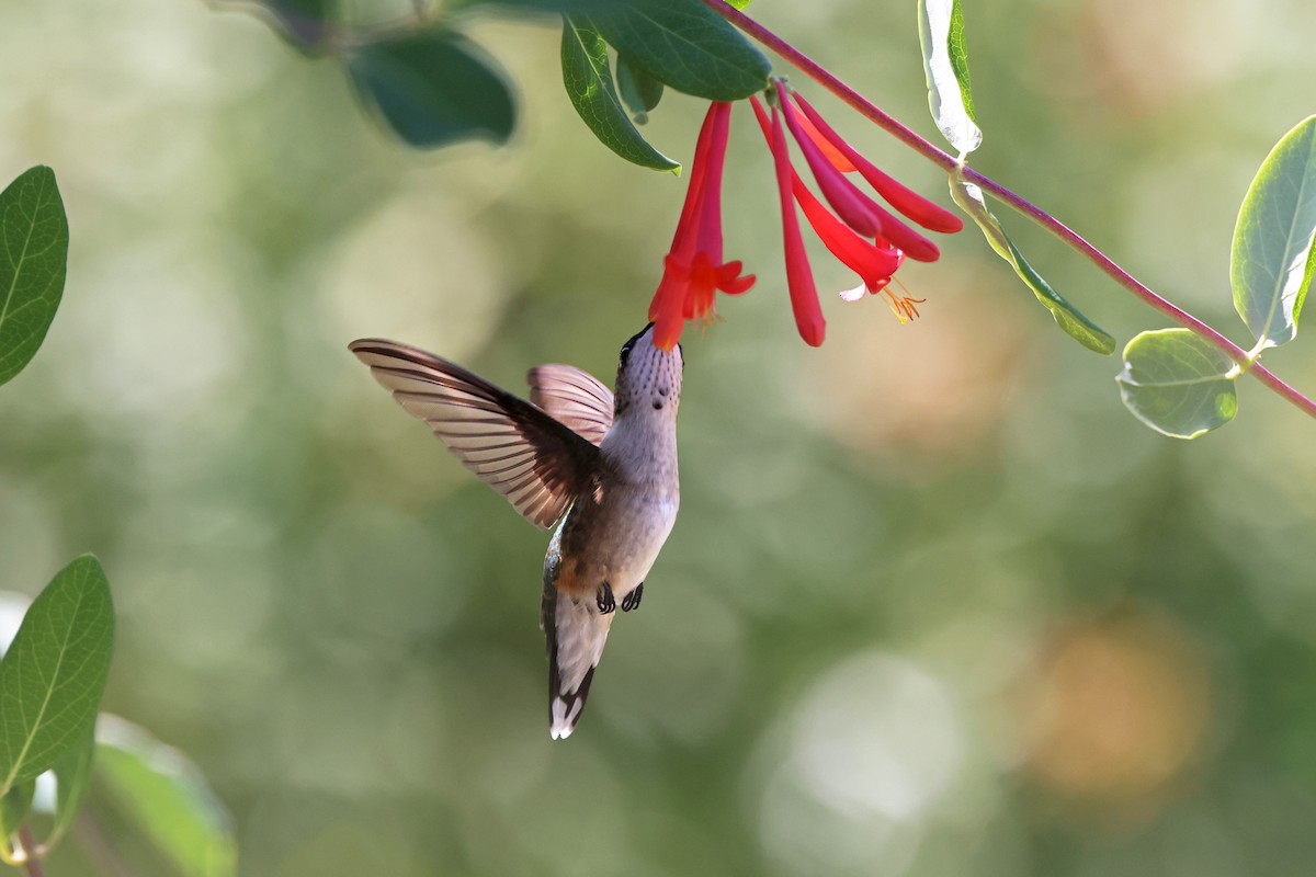 Ruby-throated Hummingbird - ML640607819