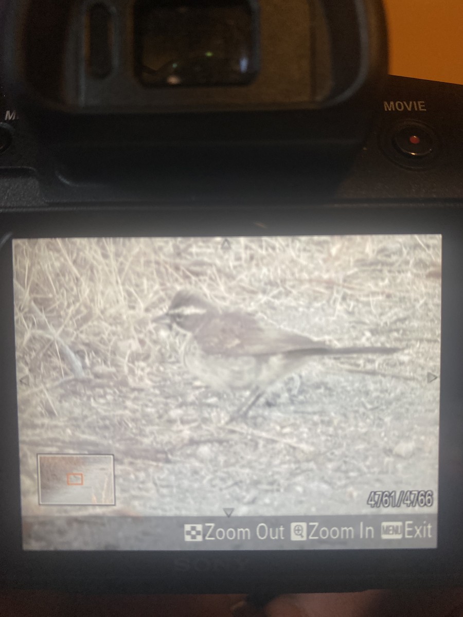 Black-throated Sparrow - ML640607839