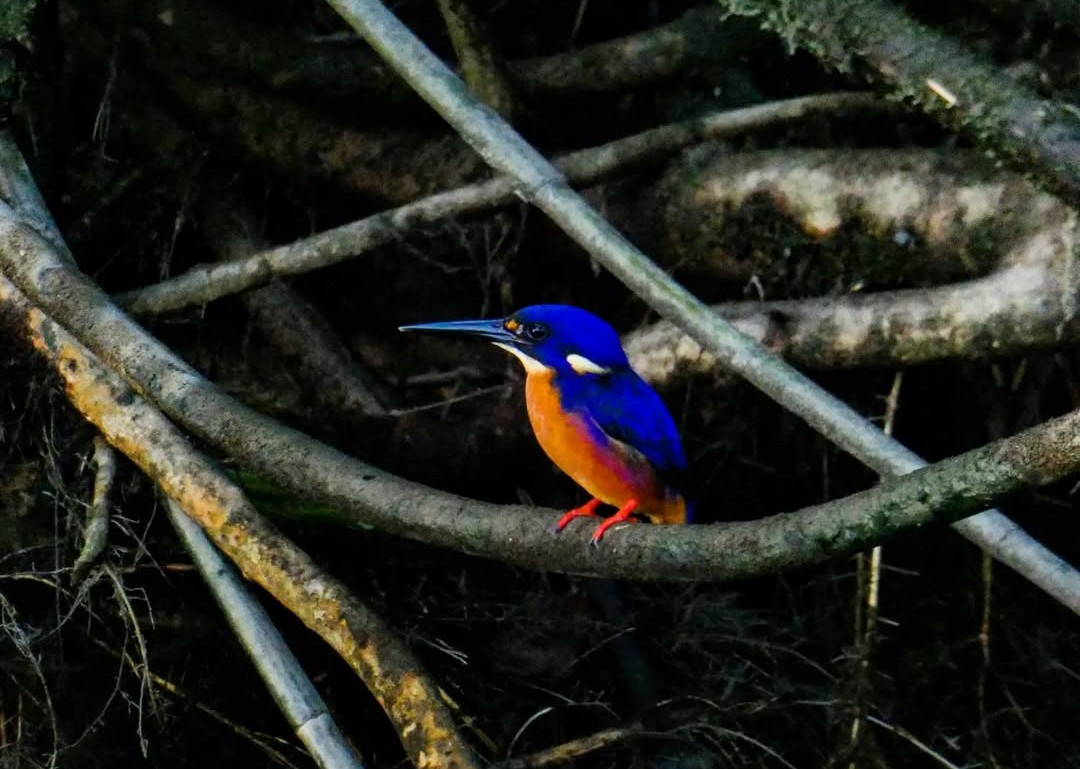 Azure Kingfisher - ML640607917