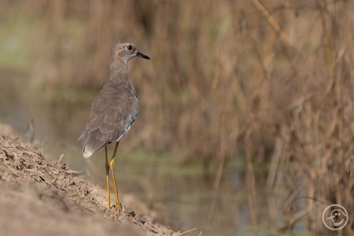 White-tailed Lapwing - ML640607928