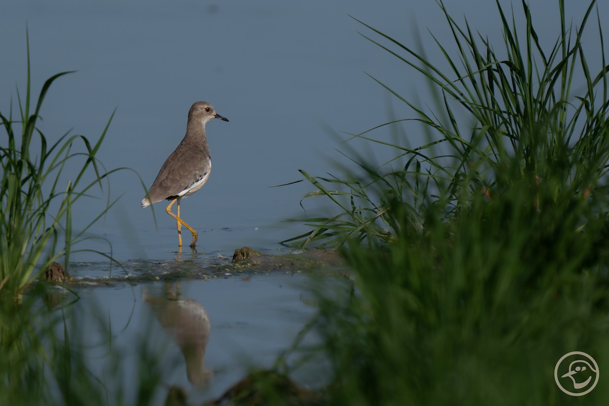 White-tailed Lapwing - ML640607929