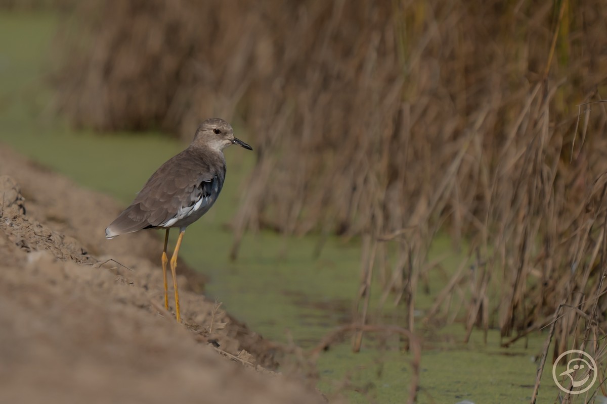 White-tailed Lapwing - ML640607930