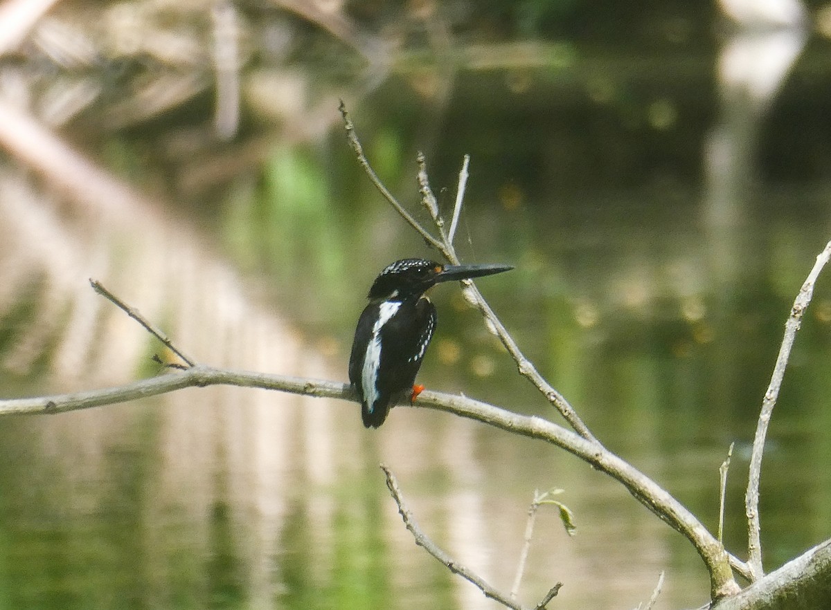Northern Silvery-Kingfisher - ML640608023