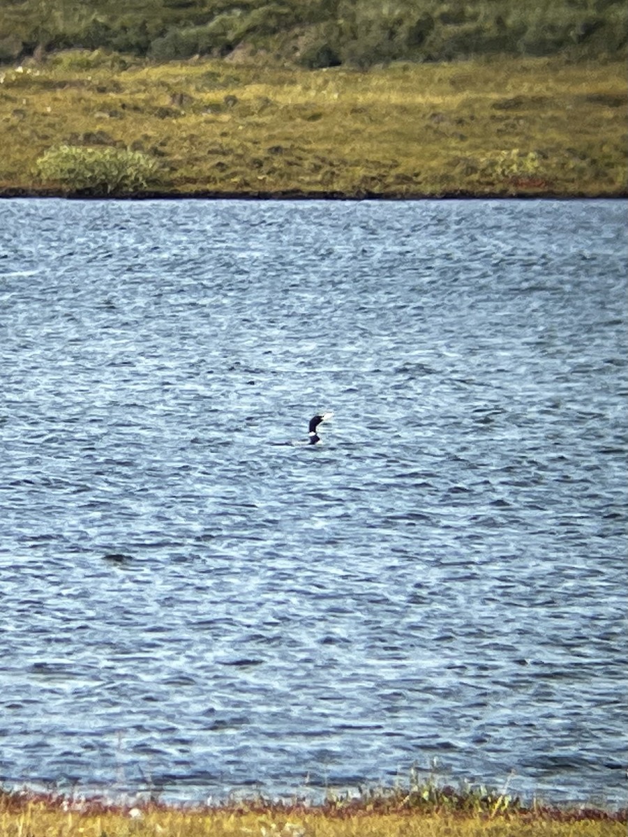 Plongeon à bec blanc - ML640608036