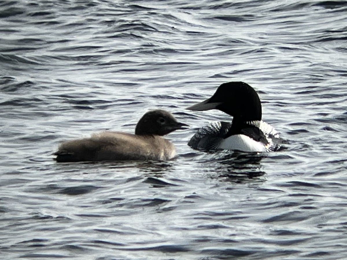 Plongeon à bec blanc - ML640608037