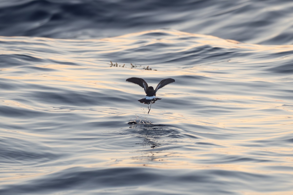 buřníček žlutonohý - ML640608050