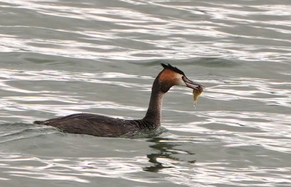Great Crested Grebe - ML640608218