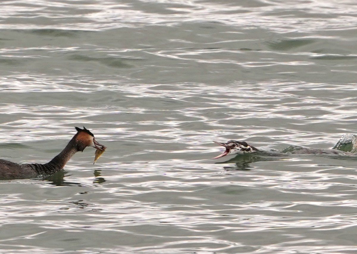 Great Crested Grebe - ML640608219