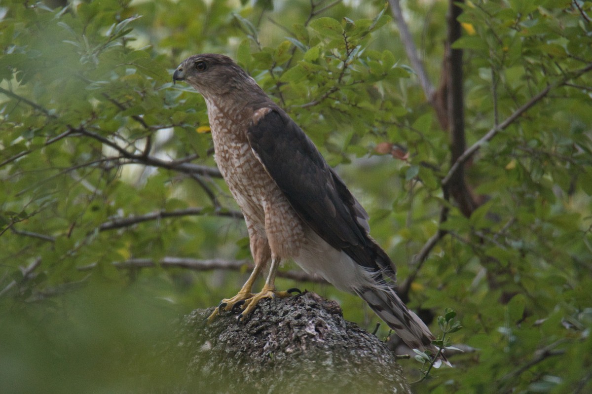 Cooper's Hawk - ML640608321
