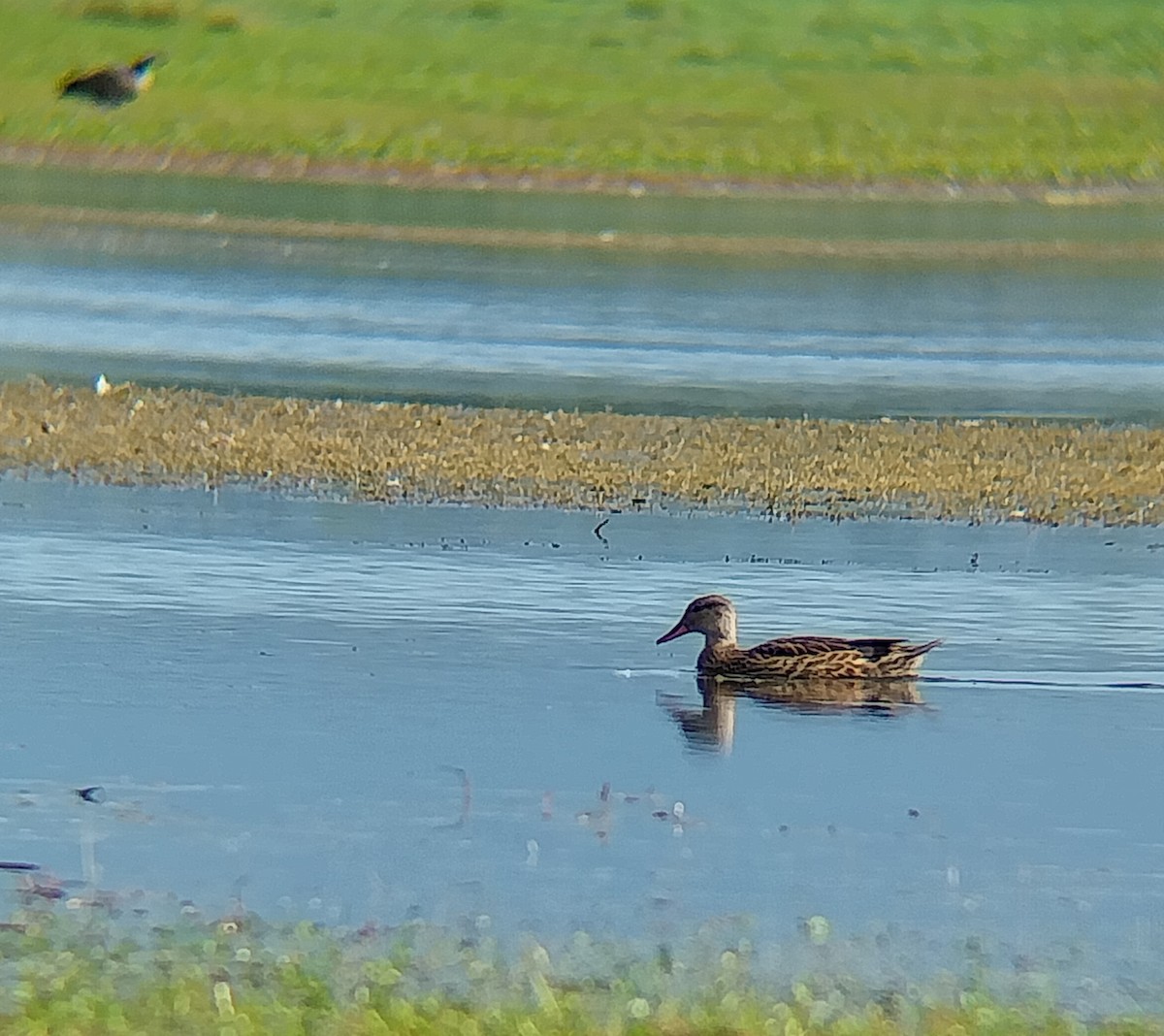 Canard chipeau - ML640608347