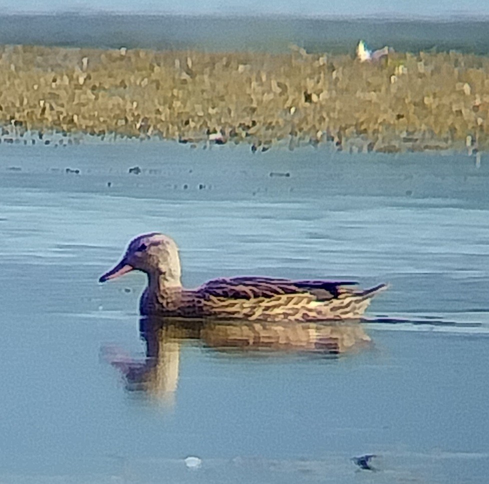 Canard chipeau - ML640608348