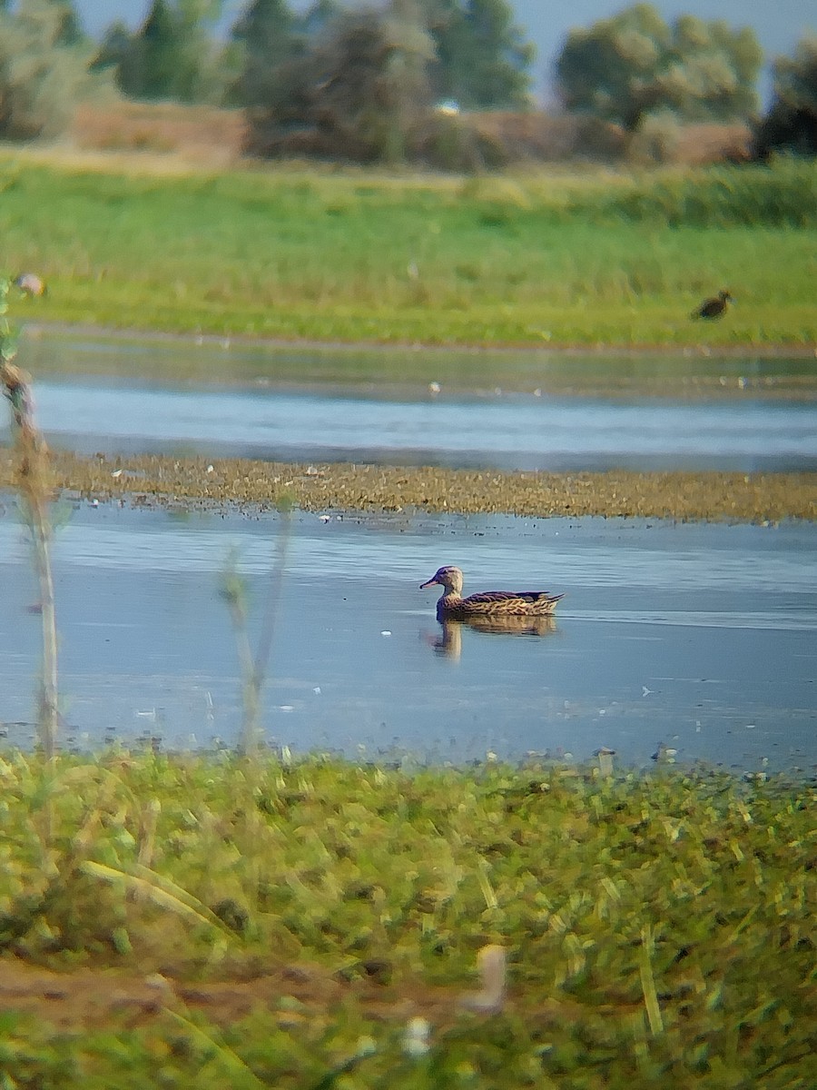 Canard chipeau - ML640608349